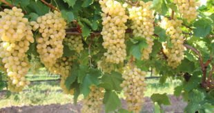 saglikli-gida-icin-buyuk-adim-uzum